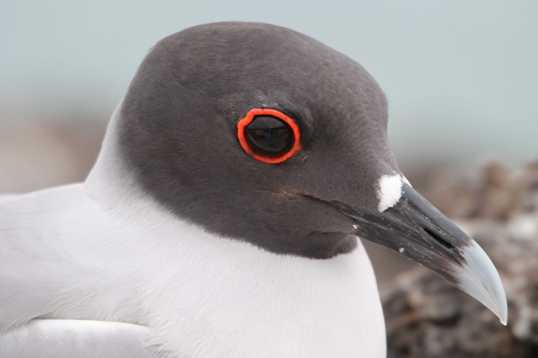 galapagos